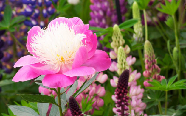 Pink Flower - Boyne Garden Centre & Nursery